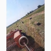 Сено луговой в тюках, Тюки