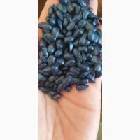 Семена подсолнечника МАС 80.ИР