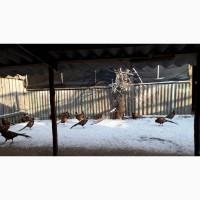 Продається Фазани венгерські (охотничі) петушки 2020. м.Чернігів