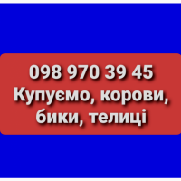 КУПЛЮ ВРХ Уманьському, Жашківському, Христинівському та сусідніх районах