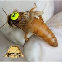 Ligustica Italian Пчеломатки