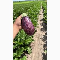 Продам баклажан Казимір, Дестан, Лейре