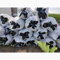 Продаётся баклажаны