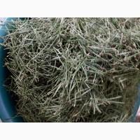 Хвоя сосни з Карпат