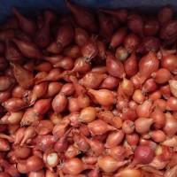 Продам лук на посев, сорт Штутгарт