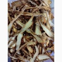 Продам трутовик лускатий, вязовик