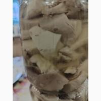 Продам трутовик лускатий, вязовик