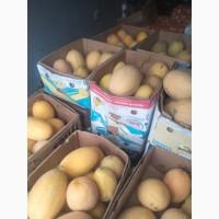Продам диню мазін нево Мілан