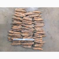 Продам моркву на переробку, від виробника