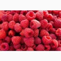 Закуповуємо малину на заморозку від 5 тон