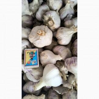 Продаємо свіжий озимий часник Любаша