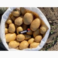Продам товарну картоплю, сорт Арізона