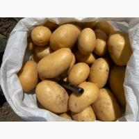 Продам товарну картоплю, сорт Арізона