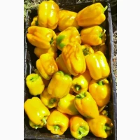 Перець солодкий (Червоний жовтий зелений) Кубовидний та довгоконічний