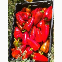 Перець солодкий (Червоний жовтий зелений) Кубовидний та довгоконічний