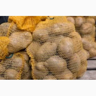 Закупівля посадкової картоплі гуртом по всій Україні / Семенная картошка от 10 т