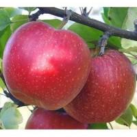 Продам яблука Гала