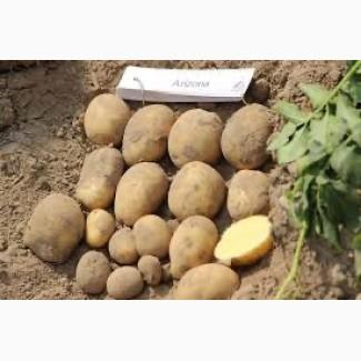 Посадкова картопля Арізона Львівська область купити з доставкою, роздріб від 10 кг