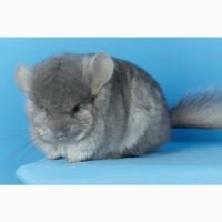 Шиншила дівчина Сапфірова Ангора
