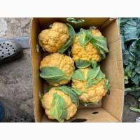 Продам Цвітну капусту Флейм Стар