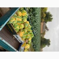 Продам Цвітну капусту Флейм Стар
