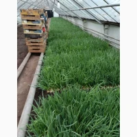 Продам зелену цибулю (перо)