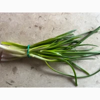Цибуля зелена перо