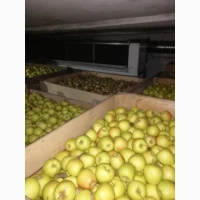 Продам яблука, урожай 2025