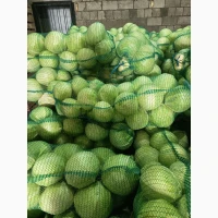 Продам капусту сорт Сторідор