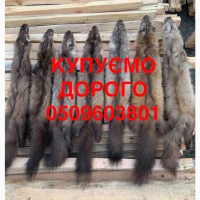 Прийом шкір куниці, бобра, кроля – вигідні ціни