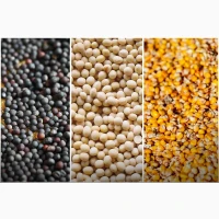 Продам ріпак великий об#039;єм
