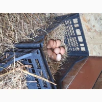 Продам саіжі домашні яйця