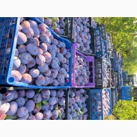 Продам Слива