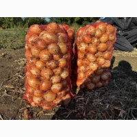Продам лук качество