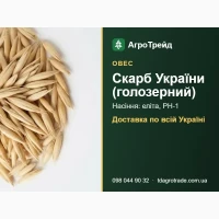 Насіння вівса Скарб України (голозерний) - еліта, РН-1