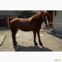 Продам робочу кобилу терміново