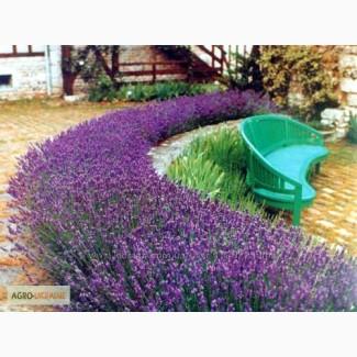 Продам Лаванду