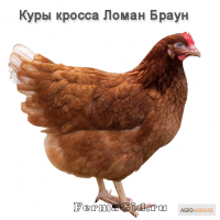 Продам кур несушек, оптом