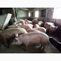 Продам свиней живым весом, Кировоградская обл