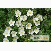 Лапчатка белая, корень