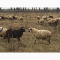 Куплю баранчиков