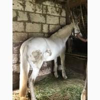 Продаж ВРХ, коней, бичків, телиць