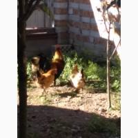 Продам кури Бентам