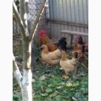 Продам кури Бентам