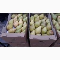 Продам Грушу, сорт Ноябрьськая 1 сорт