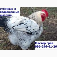 Сут04ные цыплятв Мвстер грей.се30н 2019