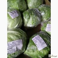 Салат качанный Айсберг. Продажа крупным оптом
