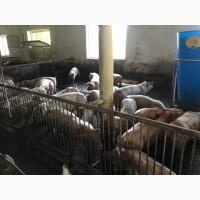 Продам підрощені свині