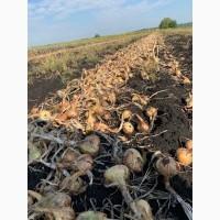 Продам лук под высадку на перо Штутгарт в Хмельницкой обл