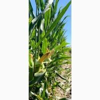 Кукурудза ДН Страйд (ФАО 230)